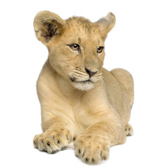 Lion Cub (4 months)