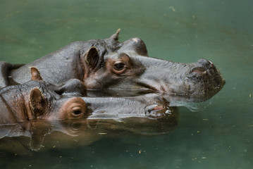 Hippos