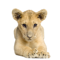 Lion Cub (4 months)