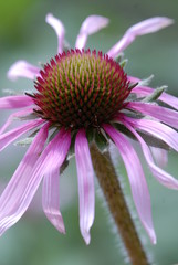echinacea
