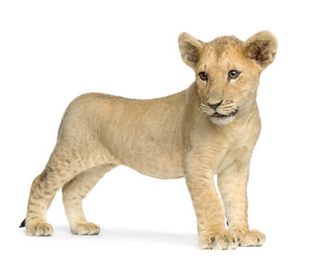 Obraz premium Lion Cub (4 months)