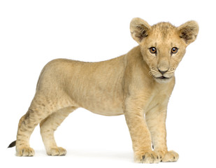 Lion Cub (4 months)