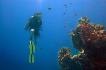 Coral reef diving