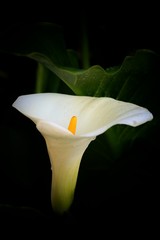 Calla