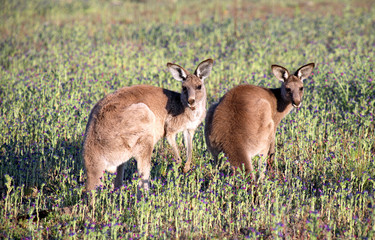 Two Eastern Grey Kangaroos © cbpix
