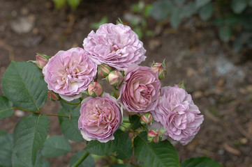 rose mauve