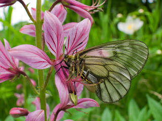 Butterfly Stubbendorf's swallowtail 6