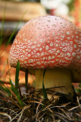 Ugly Red Mushroom