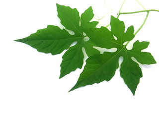 Fototapeta premium feuilles de margose