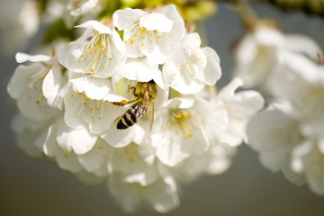 Apfelblüte mit Biene