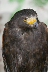 Harris Hawk