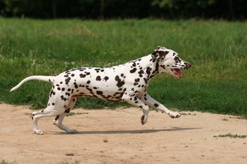 Dalmatian in grass