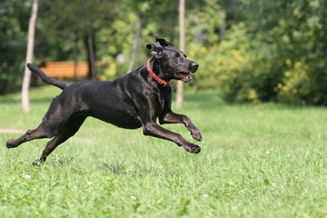 Running dog