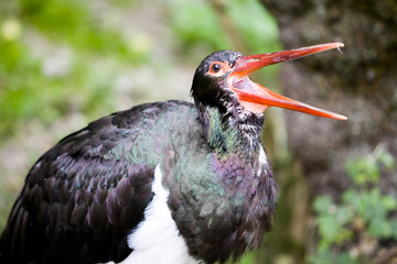 Schwarzstorch