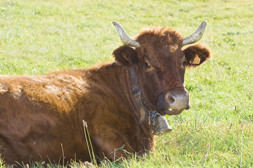 Animaux J. Ribieff-102.dng