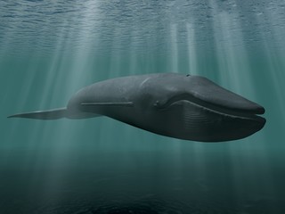Blue whale - 5282054