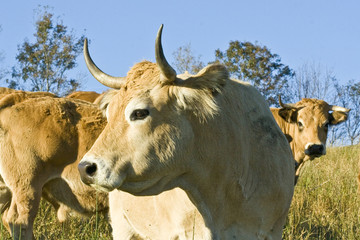 Animaux J. Ribieff-99.dng