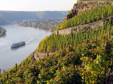 Winninger Weinberge im Herbst