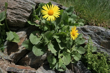 doronic a grandes fleurs - doronicum grandiflorum