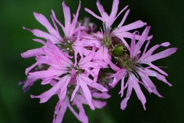 fleur de coucou - lychnis flos-cuculi