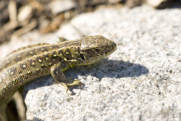 Eidechse beim Sonnenbad