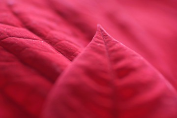 red poinsettia leaves for christmas