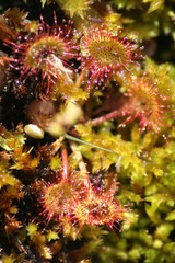 drosera rotundifolia 