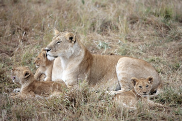 Fototapeta na wymiar Kobieta lew i lwiątko