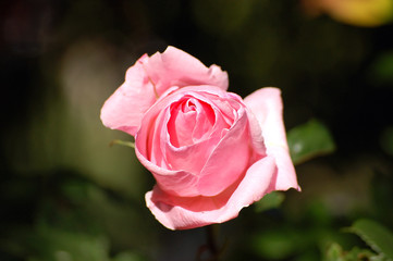 bouton de rose