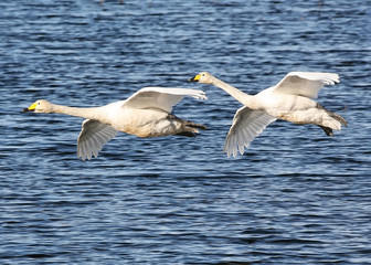 Fototapeta premium Hooper Swans