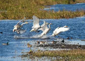 Hooper Swans Landing