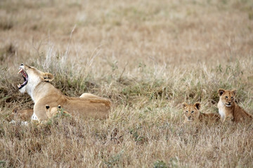 female Lion and lion cub