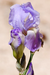 iris violet