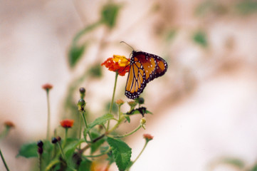 papillon © dominique touchard