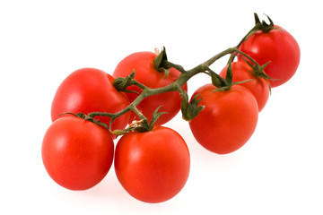 Branch of tomatoes