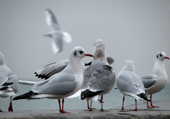 sea-gulls