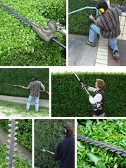 hedge trimming
