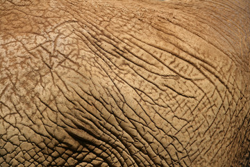 Elephant Skin 2