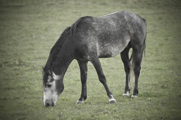 Horse in focus