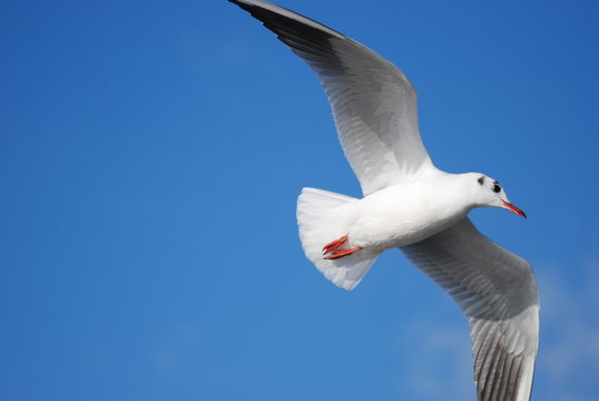 liberte et azur
