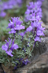 linaire alpine - linaria alpina