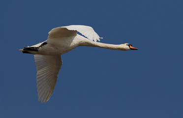 High Swan
