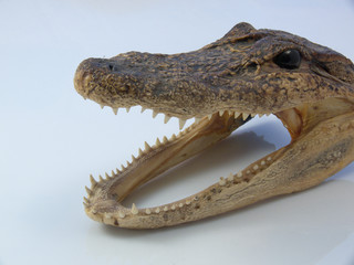 crocodile