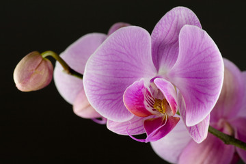 Fototapeta na wymiar Orchidee Phalaenopsis