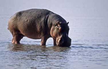 Africa-Hippopotamus