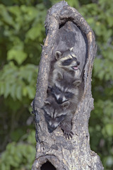 Fototapeta na wymiar Racoons in hollow tree nest