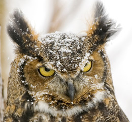 Long eared owl in snowfall