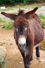 Fototapeta premium âne