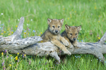 Naklejka premium Gray wolf cubs palying on fallen log