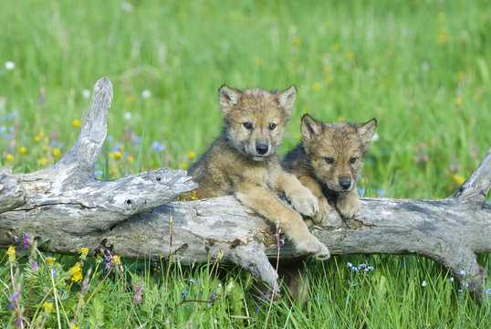 Gray wolf cubs palying on fallen log
